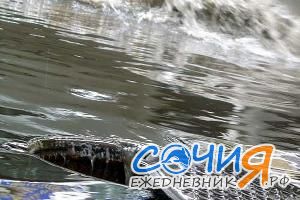 В Сочи начали подготовку ливневой канализации к летнему сезону. Сочи